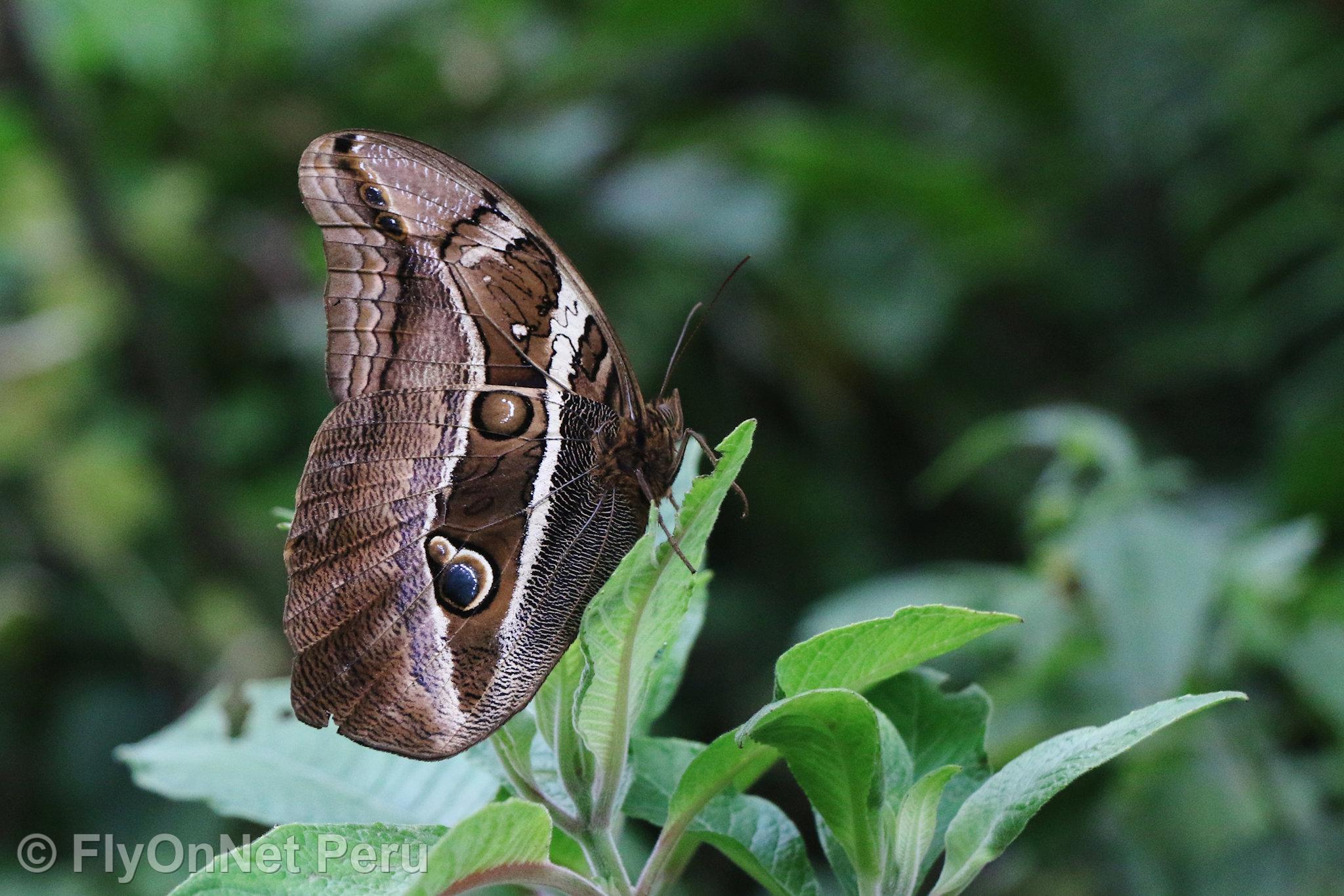 Photo Album: Butterfly on the path, Ecolodge Majestic